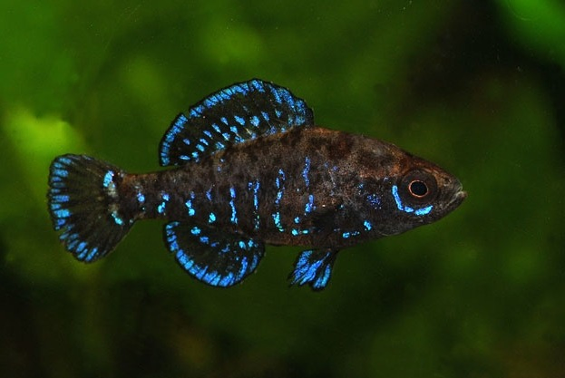 Gulf Coast Pygmy Sunfish (Elassoma gilberti)