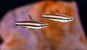 Dwarf Pencilfish (Nannostomus marginatus)