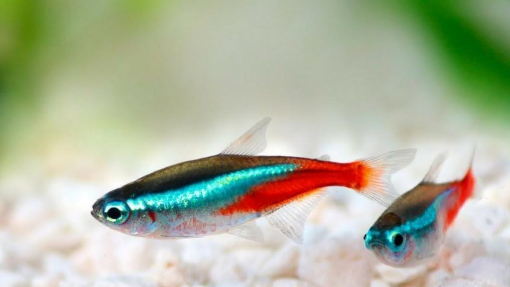 Neon Tetra (Paracheirodon Innesi)