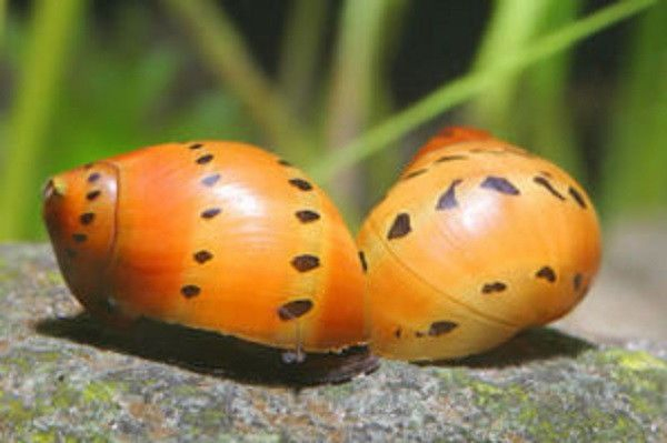 Tiger Nerite Snails