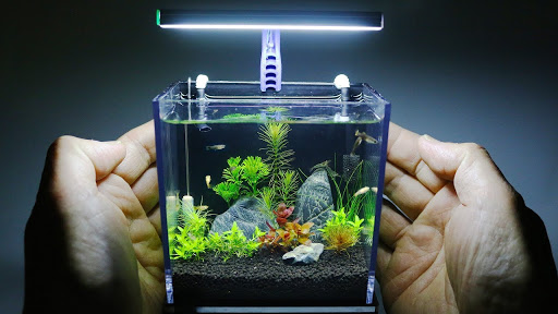 The Best Fish for A Nano Tank You Can Have 24 20