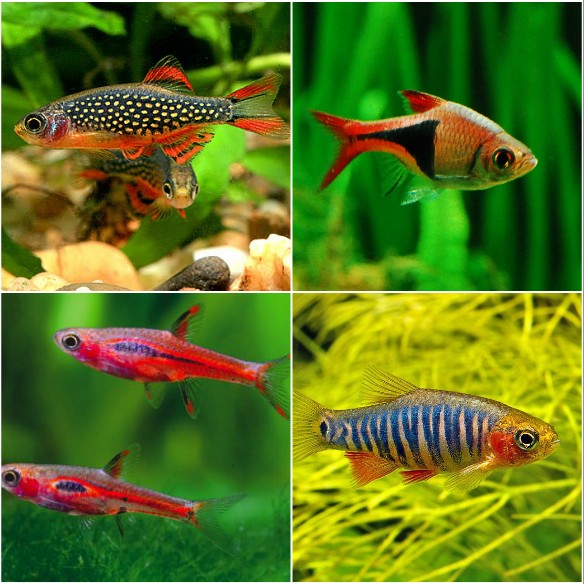 The Best Fish for A Nano Tank You Can Have 4 2222