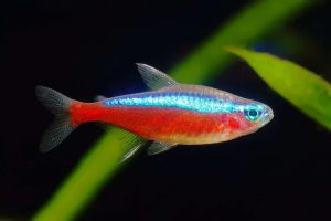 Cardinal Tetras (Paracheirodon Axelrodi)