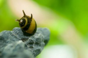 Horned Nerite Aquarium Snails