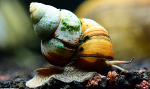 Japanese Trapdoor Aquarium Snails