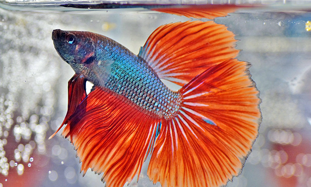 Bettas (Betta Splendens)