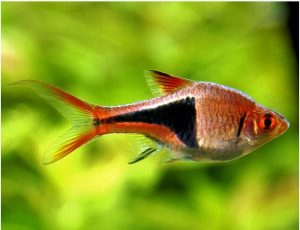 Harlequin Rasboras (Trigonostigma Heteromorpha)