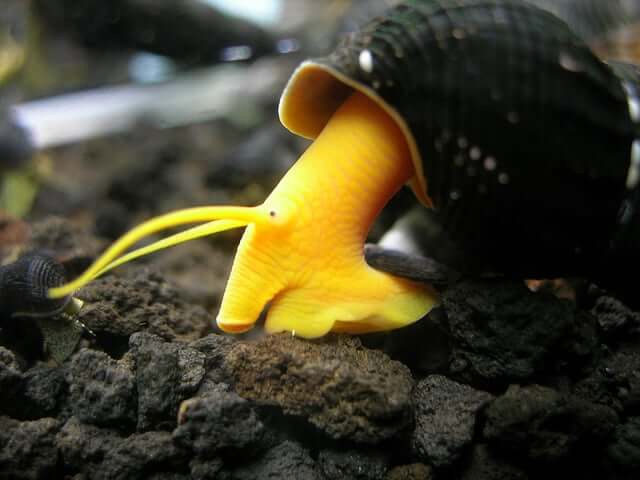 Rabbit Aquarium Snails