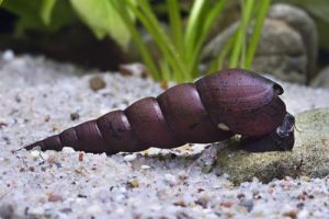 Black Devil Aquarium Snails
