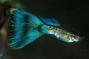 Fancy Guppies (Poecilia Reticulata)