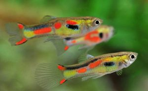 Endler’s Livebearers (Poecilia Wingei)