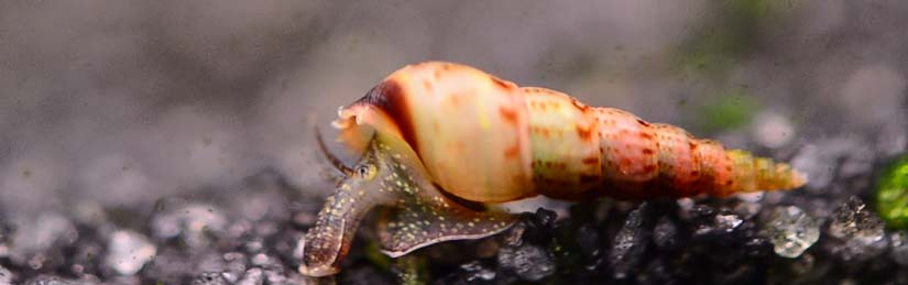 Malaysian Trumpet Snails