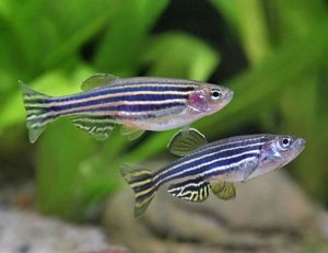 Zebra Danios (Danio Rerio)