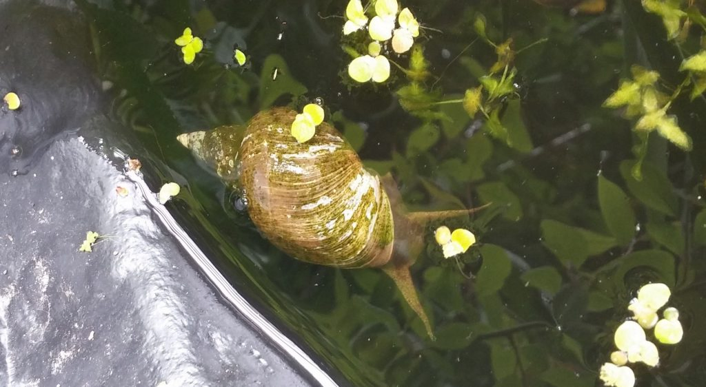 Pond Snails