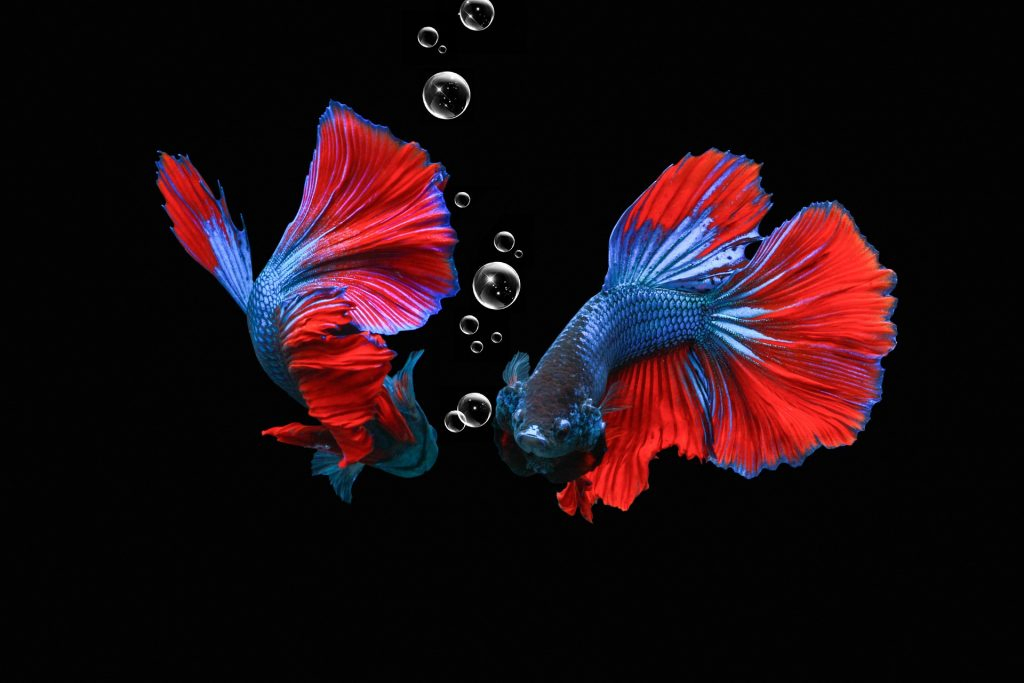 Betta fish with bubble