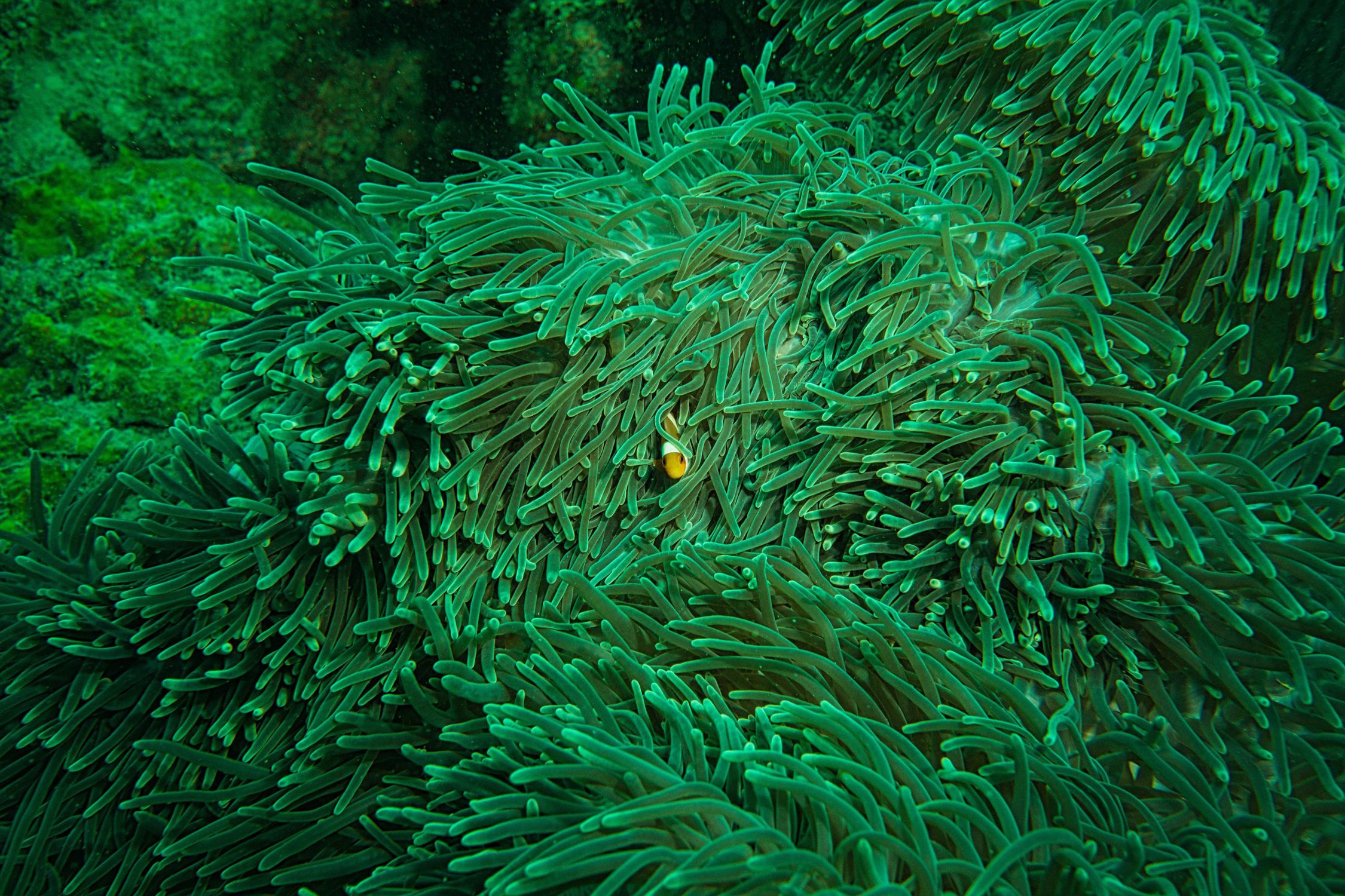 Coral food