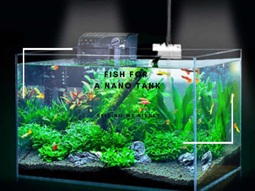 Best Fish For A Nano Tank In 2024 Animal Fella   Fish For A Nano Tank 