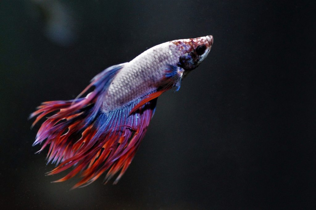 How do bettas sleep?