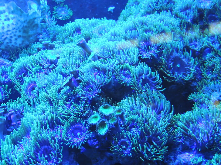 Coral fluorescence