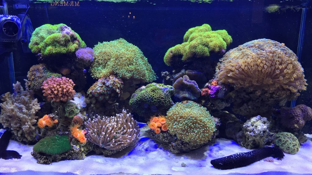 Light Spectrum For Coral Growth