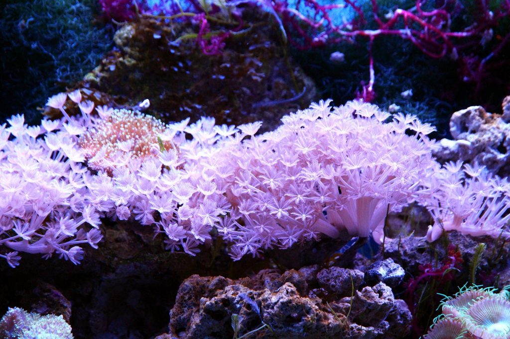 Marine organisms coral