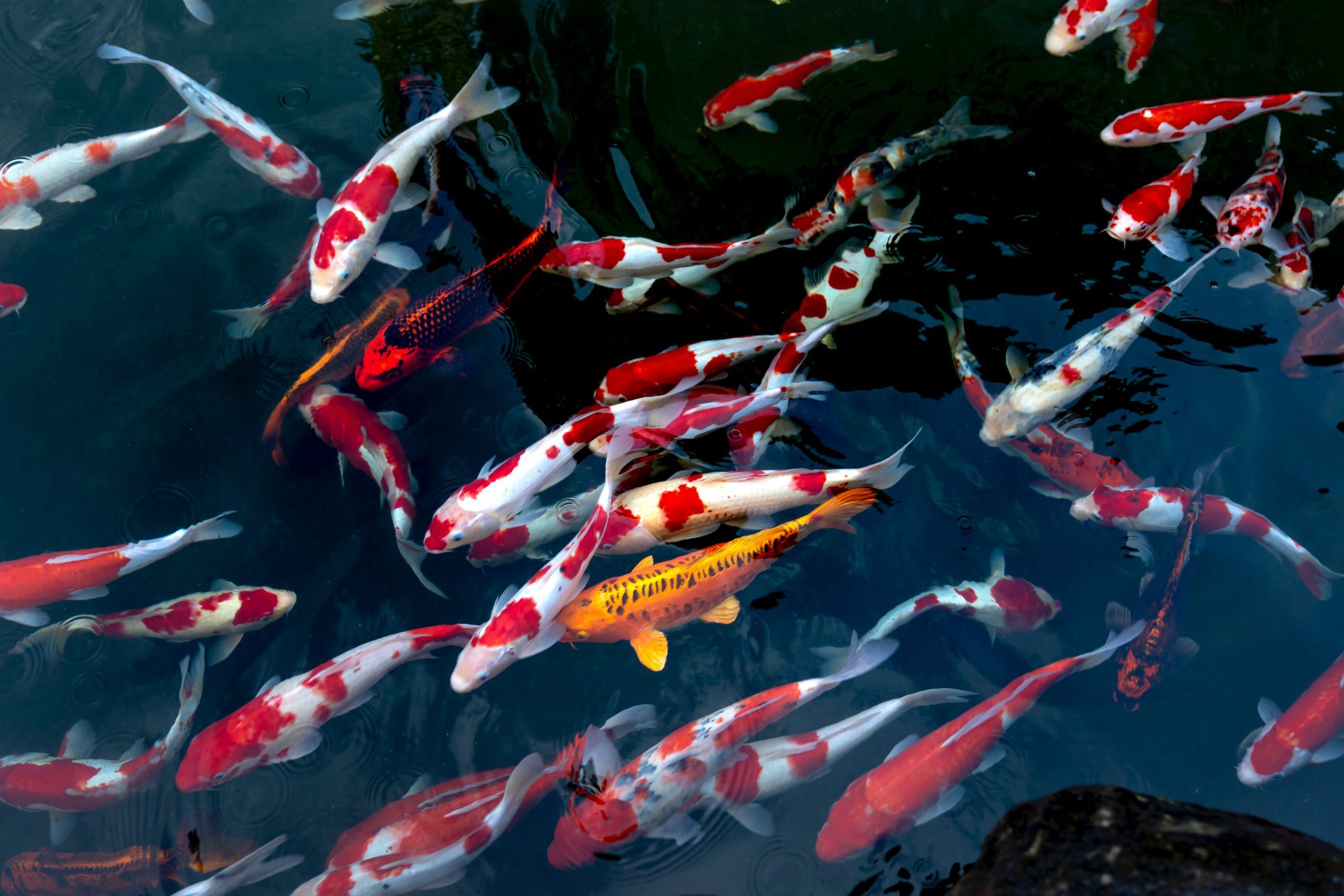 Different Types of Koi Fish, Varieties, Classifications, and More!