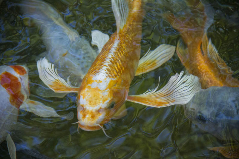 Butterfly Koi