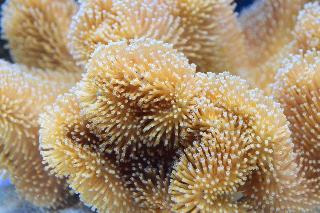 Toadstool Leather Corals